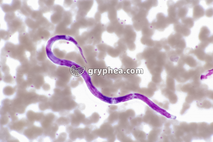 Filaire x200 - gryphea.org